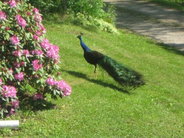 Berlin has its own NBC peacock
